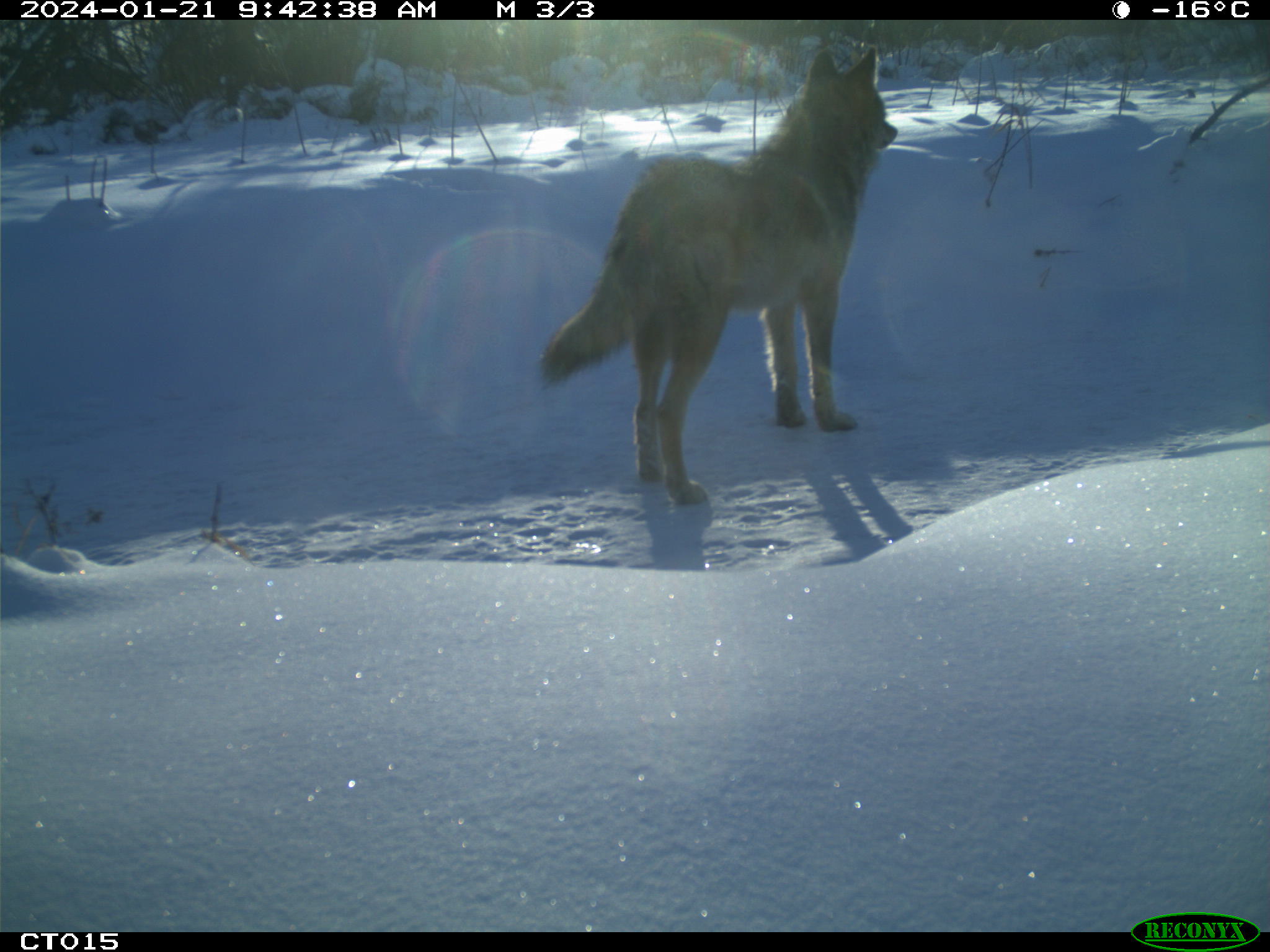 A Wolf standing in snow